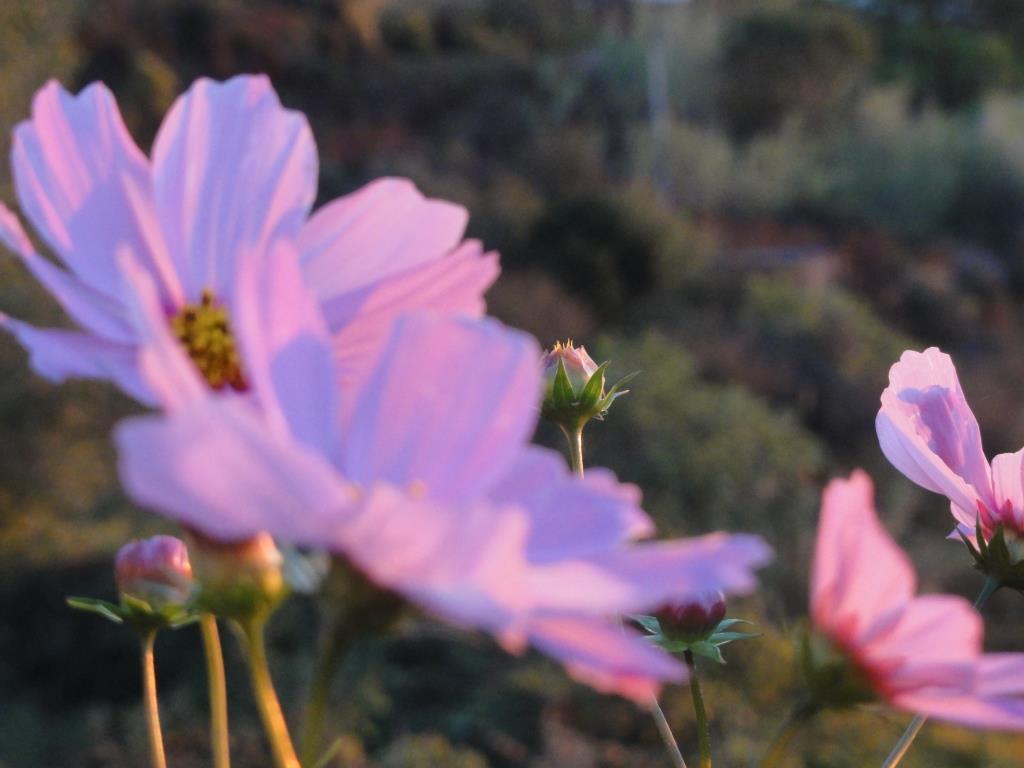 Ischia. Blume des Monats Oktober