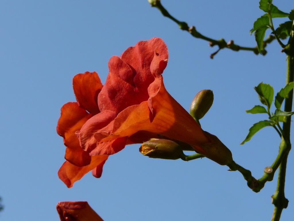 Ischia. Blume des Monats September