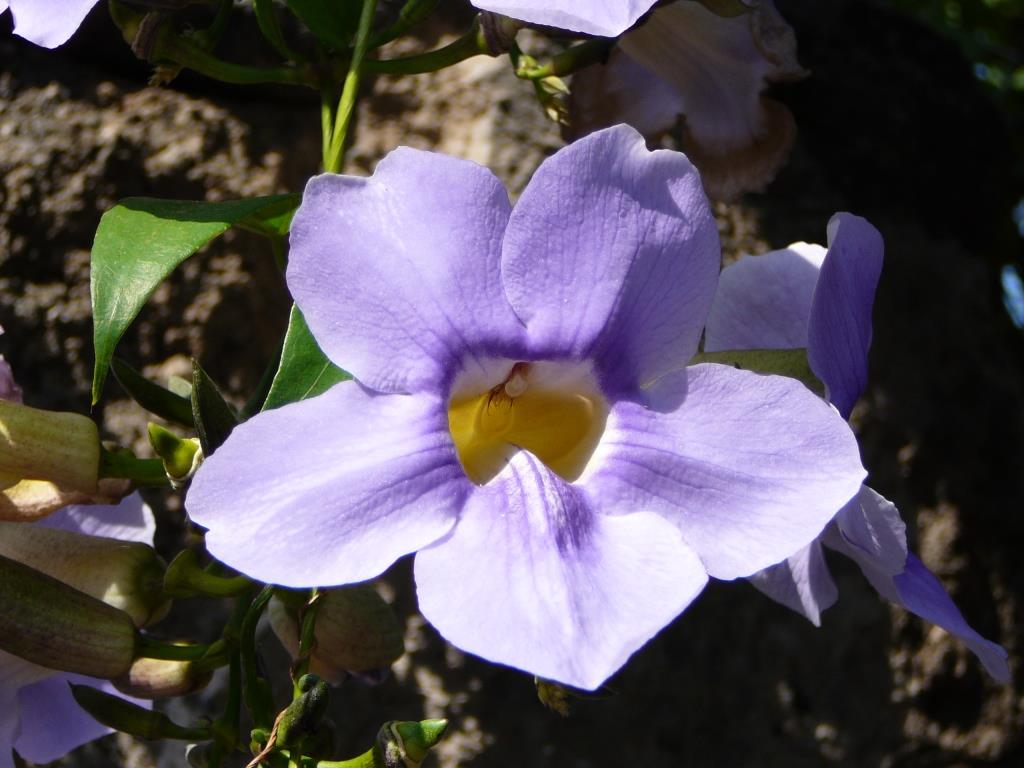 Ischia. Blume des Monats September