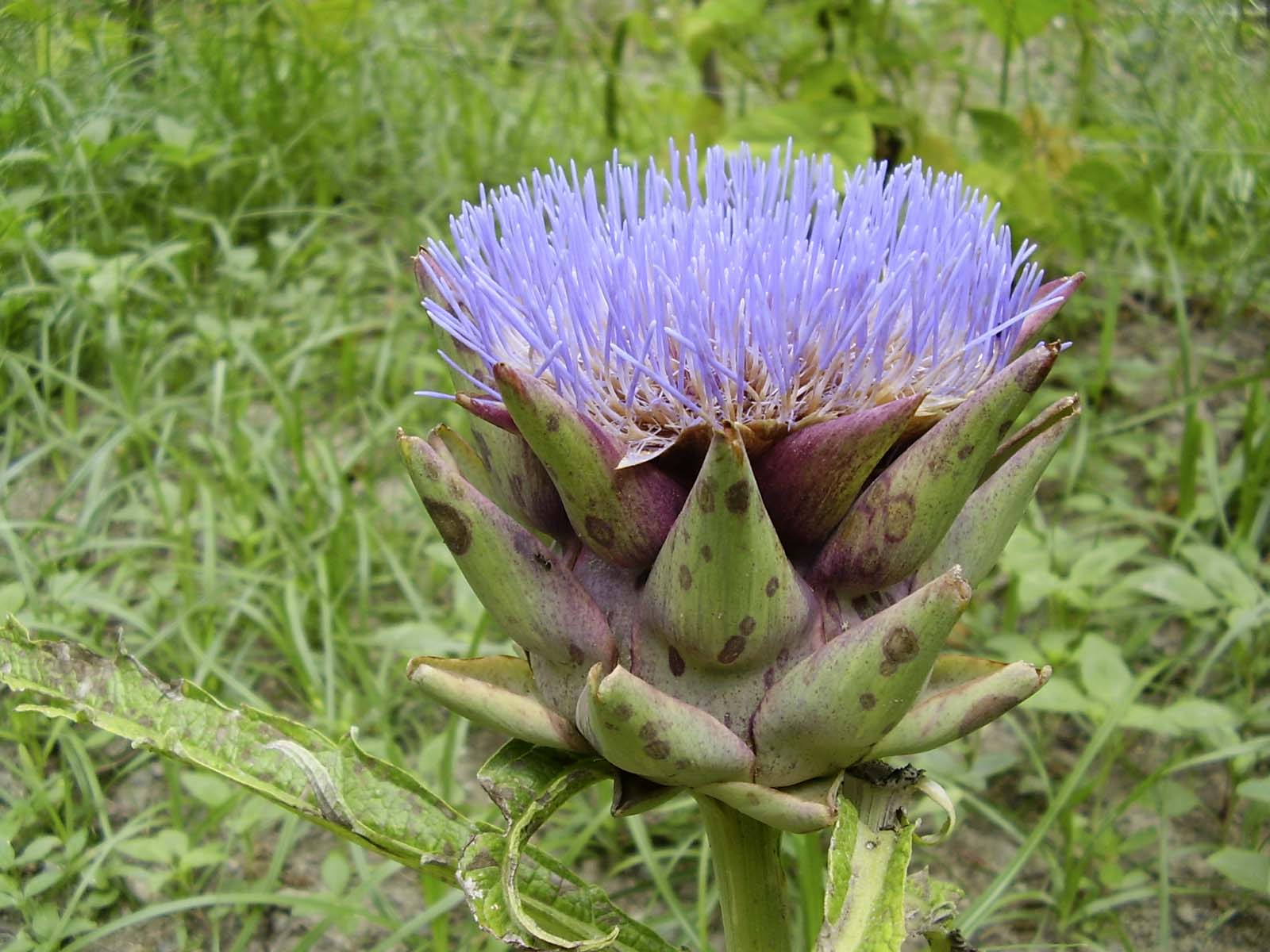 Blumen auf Wanderwegen der Insel Ischia